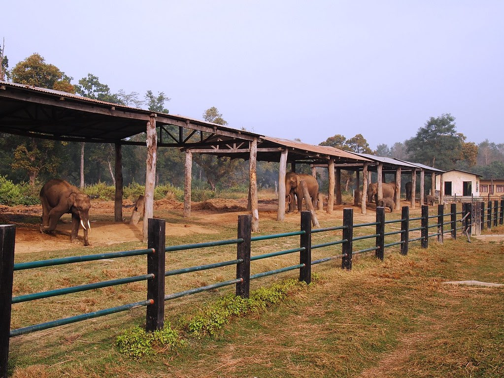 chitwan national park + elephant breeding center