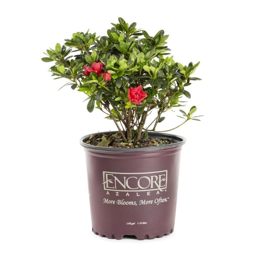 The azalea shrubs arrived quickly and were in very good shape, even blooming. Encore Azalea 1 Gallon Multicolor Azalea Flowering Shrub In Pot In The Shrubs Department At Lowes Com