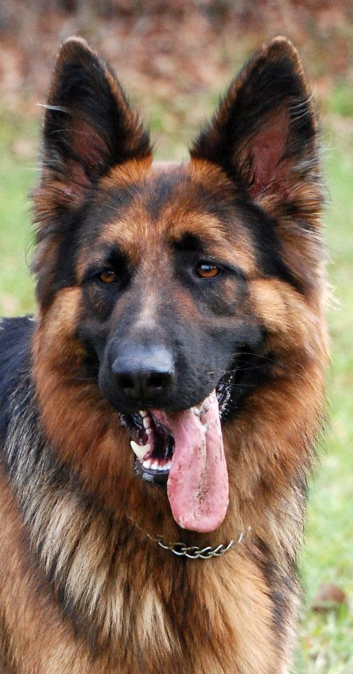 Here are a couple of helpful articles on. Stormcloud Shepherds German Shepherd Breeder In New Hampshire German Shepherd Puppies German Shepherd German Shepherd Show Dogs