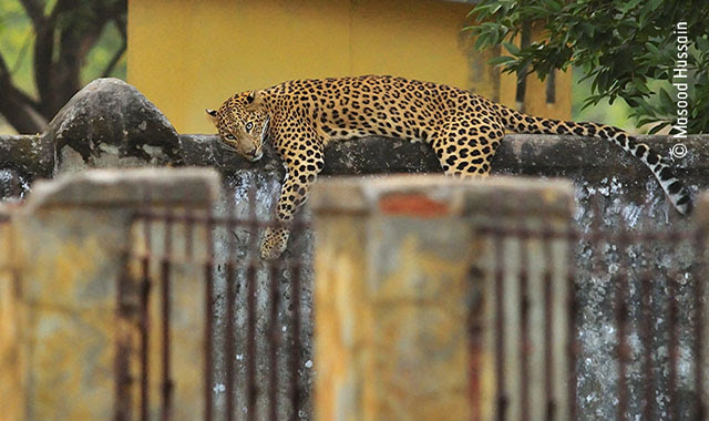 Lounging Leopard © Skye Meaker - Wildlife Photographer of the Year