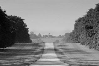 The Long Walk, Windsor Great Park