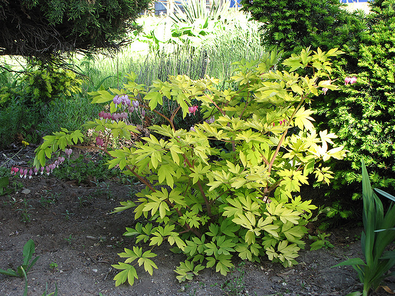 Gold heart bleeding heart (dicentra spectabilis) is a unique twist on the classic and elegant version of a bleeding heart perennial. Gold Heart Bleeding Heart Dicentra Spectabilis Gold Heart In Regina Saskatchewan Sk At Dutch Growers Garden Centre
