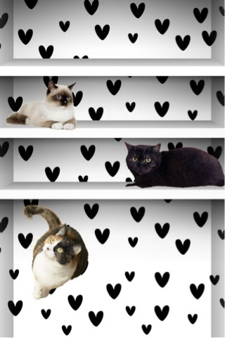 無料ダウンロード黒猫 壁紙 Iphone 最高の花の画像