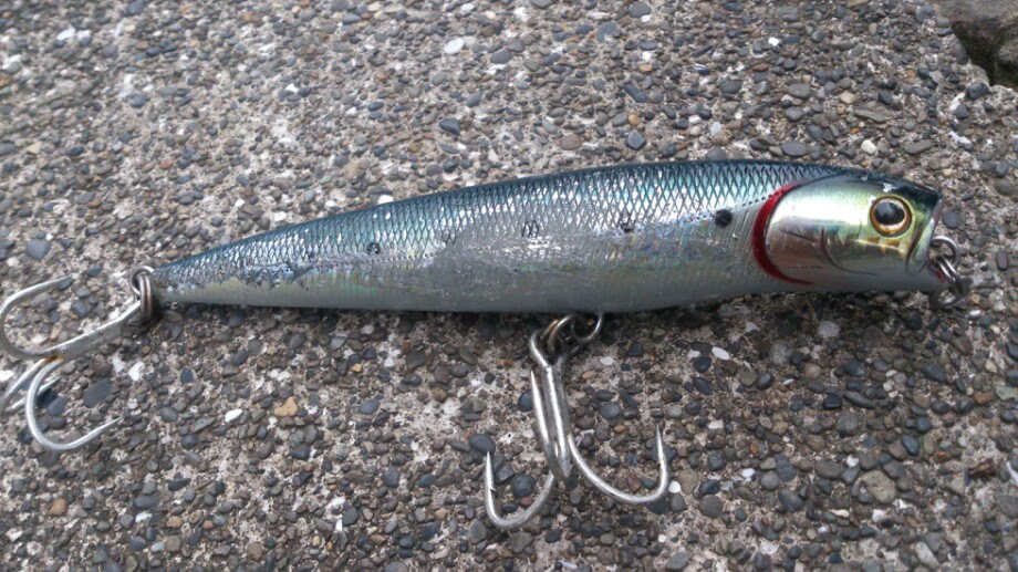 心に強く訴えるソルト ペンシル すべての魚の画像