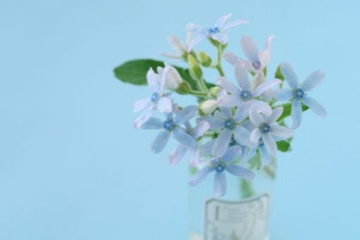 すべての美しい花の画像 これまでで最高の花 ブルースター