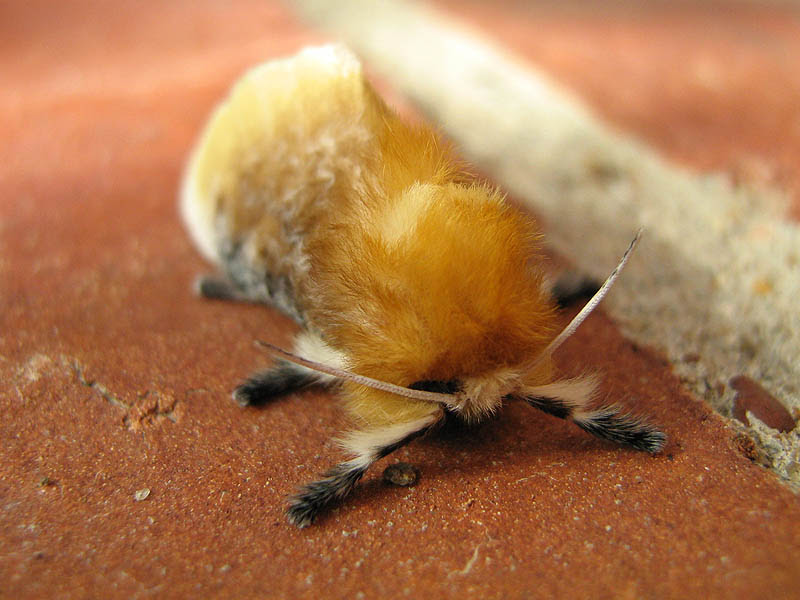 We did not find results for: Southern Flannel Moth Caterpillar To Moth Dfw Urban Wildlife