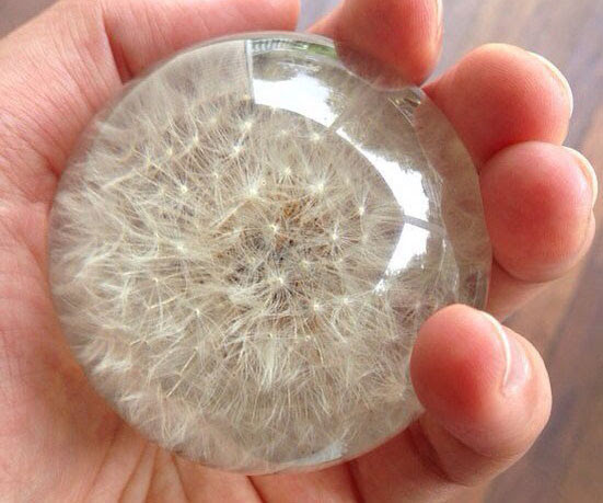 Dandelion Preserved in Resin