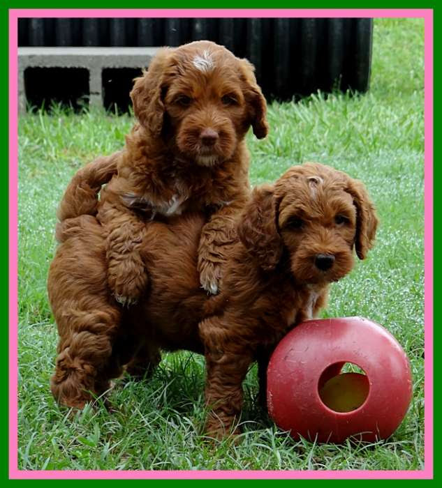 Searching for australian labradoodle and cobberdog puppies for sale? Southern Charm Labradoodles American And Australian Labradoodle Puppy Breeder American And Australian Labradoodle Puppies For Sale In Georgia Australian And American Labradoodle Dog Breeders Georgia Index