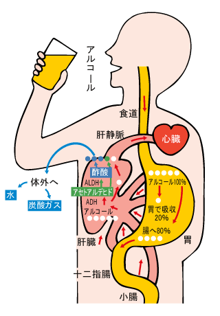 かわいい動物画像 ベスト肝臓 イラスト