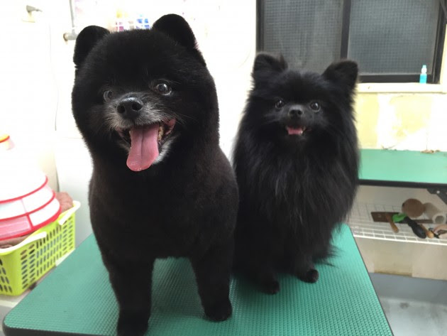 Hd限定たぬき 可愛い ポメラニアン カット 最高の動物画像