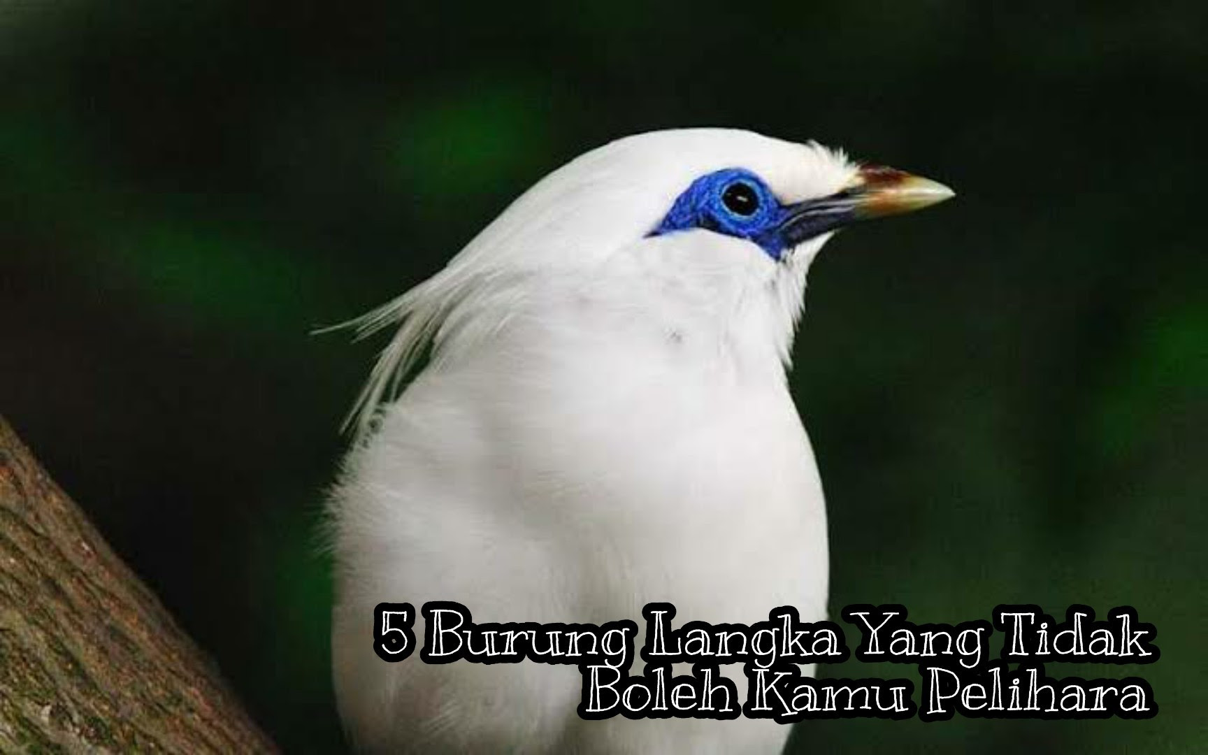 Berbagai macam gambar burung kakak tua ada disini, berikut ini adalah 15 gambar koleksi gambar burung kakak tua langka dan unik yang membuat gemas banyak orang sehingga banyak yang menggemari burung kakak tua: 5 Burung Langka Yang Tidak Boleh Kamu Pelihara