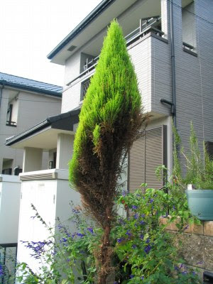 ユニークコニファー 枯れ 復活 すべての美しい花の画像