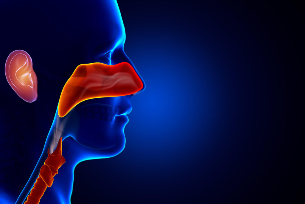 Performs hearing and speech screenings. Ear Nose And Throat Globehealer