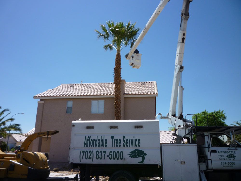 Palm Tree Trimming Affordable Tree Service Las Vegas Nv