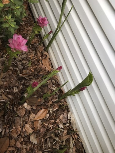 Maybe you would like to learn more about one of these? Plants Seeds Bulbs Ginger Curcuma Petiolata Hidden Pink Flowering 3 Plant Starts Rhizomes à¸‚ à¸² Yard Garden Outdoor Living Items