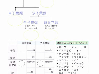[新しいコレクション] 中 1 理科 植物 分類 160100