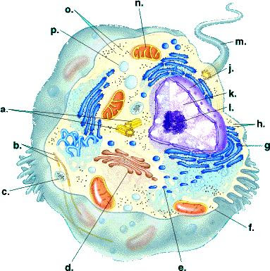 We did not find results for: Cell Biology