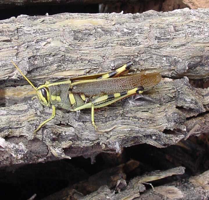 Illustration about line drawing of a grasshopper/insect. Grasshoppers