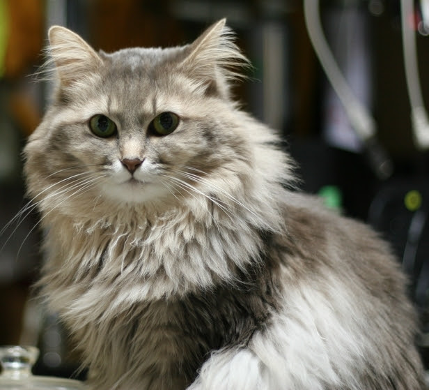 画像をダウンロード 気性 の 荒い 猫 4817 気性 の 荒い 猫 しつけ
