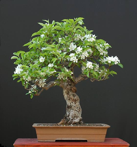 cây bonsai