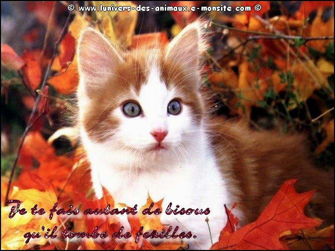 Carte Virtuelle Chats Qui Chantent