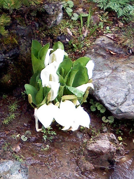 すべての花の画像 新着水芭蕉 花言葉