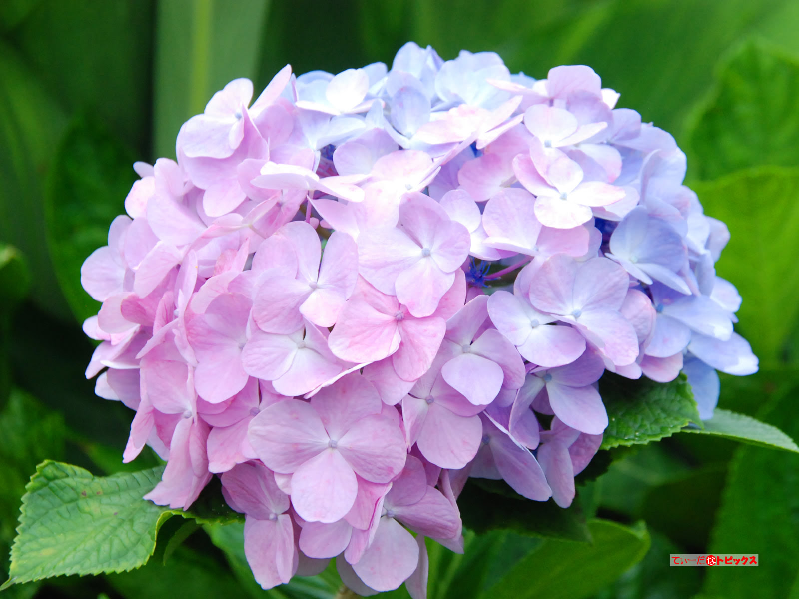 Jongeres 100 紫陽花壁紙