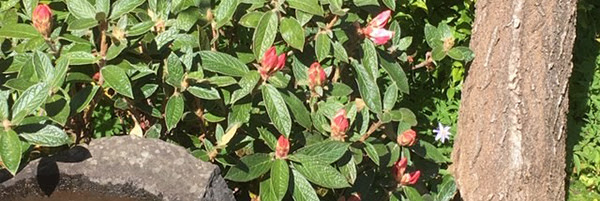 Rhododendron.edgworthii.600x200px.jpg