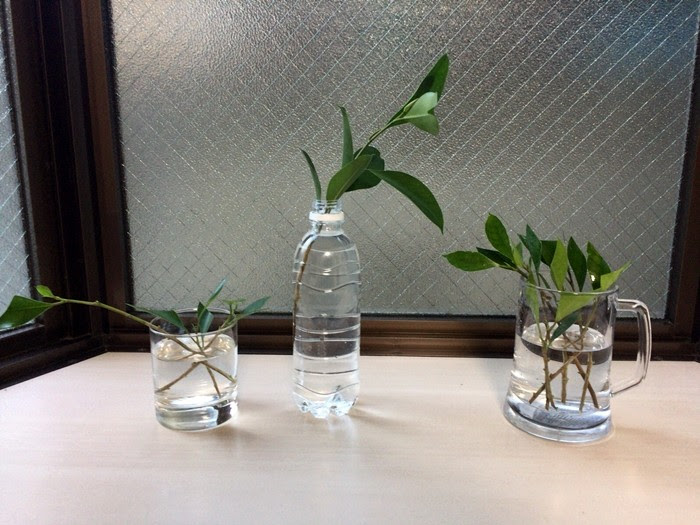 すべての美しい花の画像 ぜいたく観葉 植物 水差し