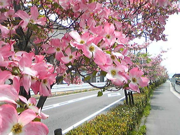 美しい花の画像 これまでで最高のハナミズキ ピンク