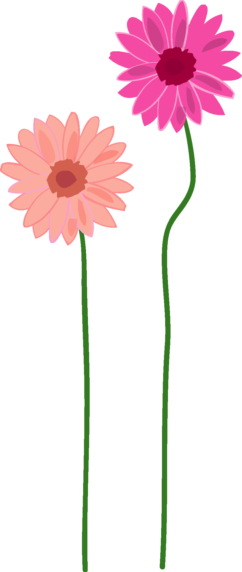 ラブリーガーベラ フリー素材 花の画像