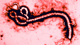 ebola