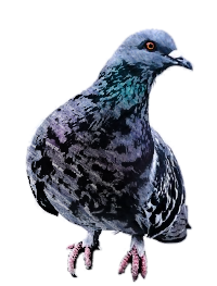 完了しました ハト 鳩 イラスト かわいい