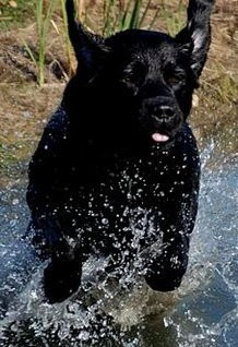 Gus is a great family dog has always lived inside an apartment friendly affectionate lives to play with squeaky. Blissfield Labrador Retrievers Quality Labrador Retrievers Dual Purpose Labs Lab Puppies Ohio Indiana Pa Michigan Parents With Health Clearances Puppies Adopting A Pup Application