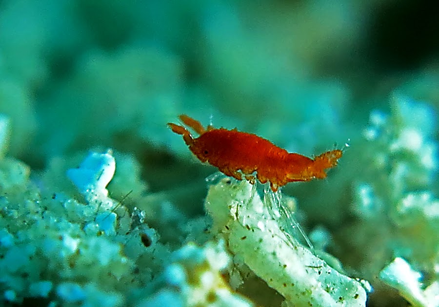 39+ Paling Top Gambar Hewan Yang Ada Di Laut
