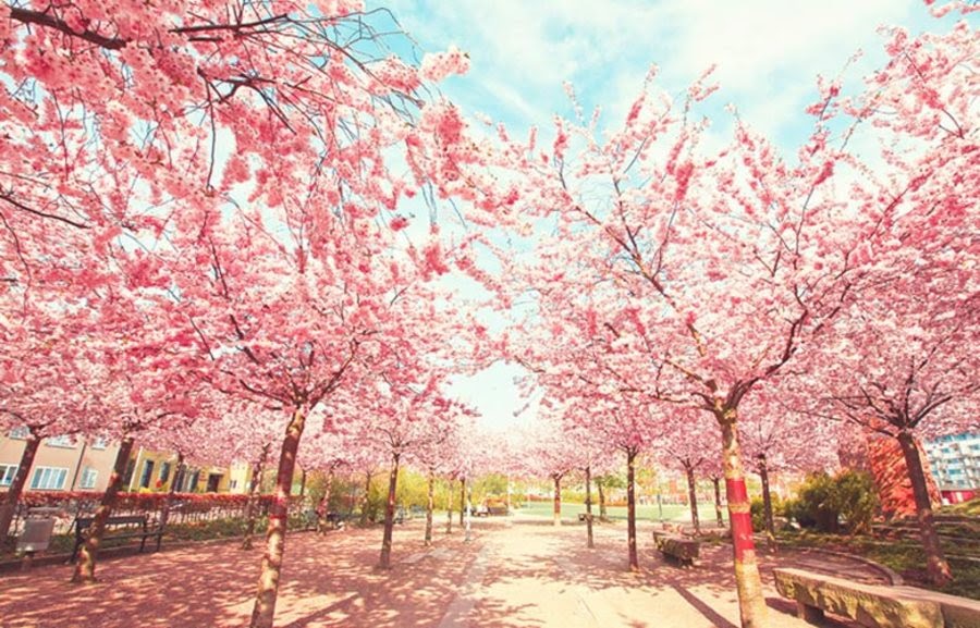 Paling Populer 23+ Foto Pemandangan Pohon Sakura - Arka Gambar