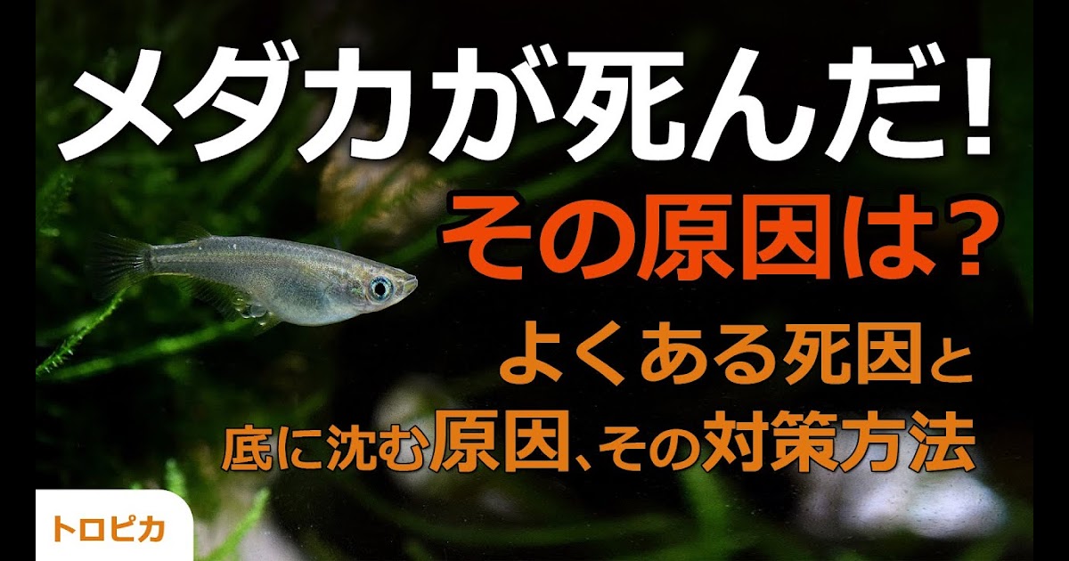 上 金魚 元気ない 沈む 金魚 元気ない 沈む Nyosspixjege
