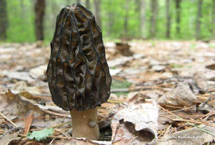 morchella elata-manitari