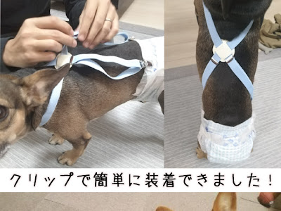 犬 オムツ 代用 163216-犬 オス オムツ 代用