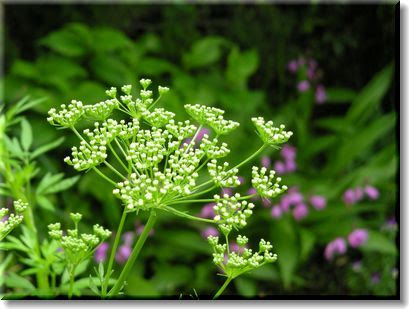 完了しました パセリ 花 パセリ 花 食べられる