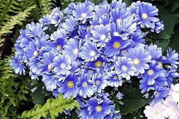 美しい花の画像 綺麗なシネラリア 花 言葉