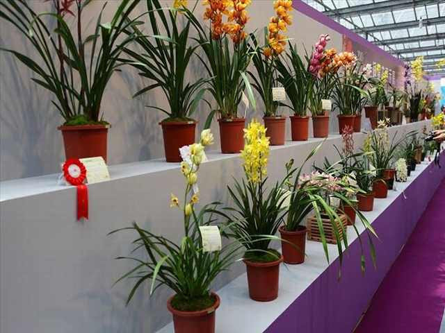 orchid festival