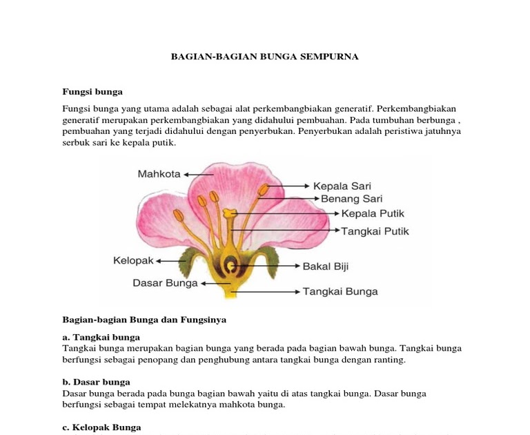 Terbaru 14 Gambar  Bunga  Dan Bagian Bagiannya Lengkap 