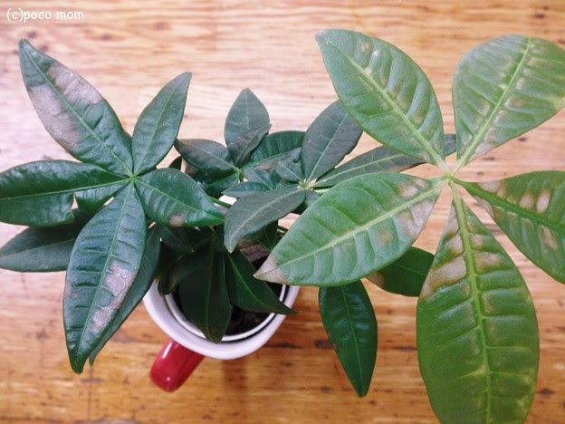 パキラ 葉 茶色 斑点 Bakaayar