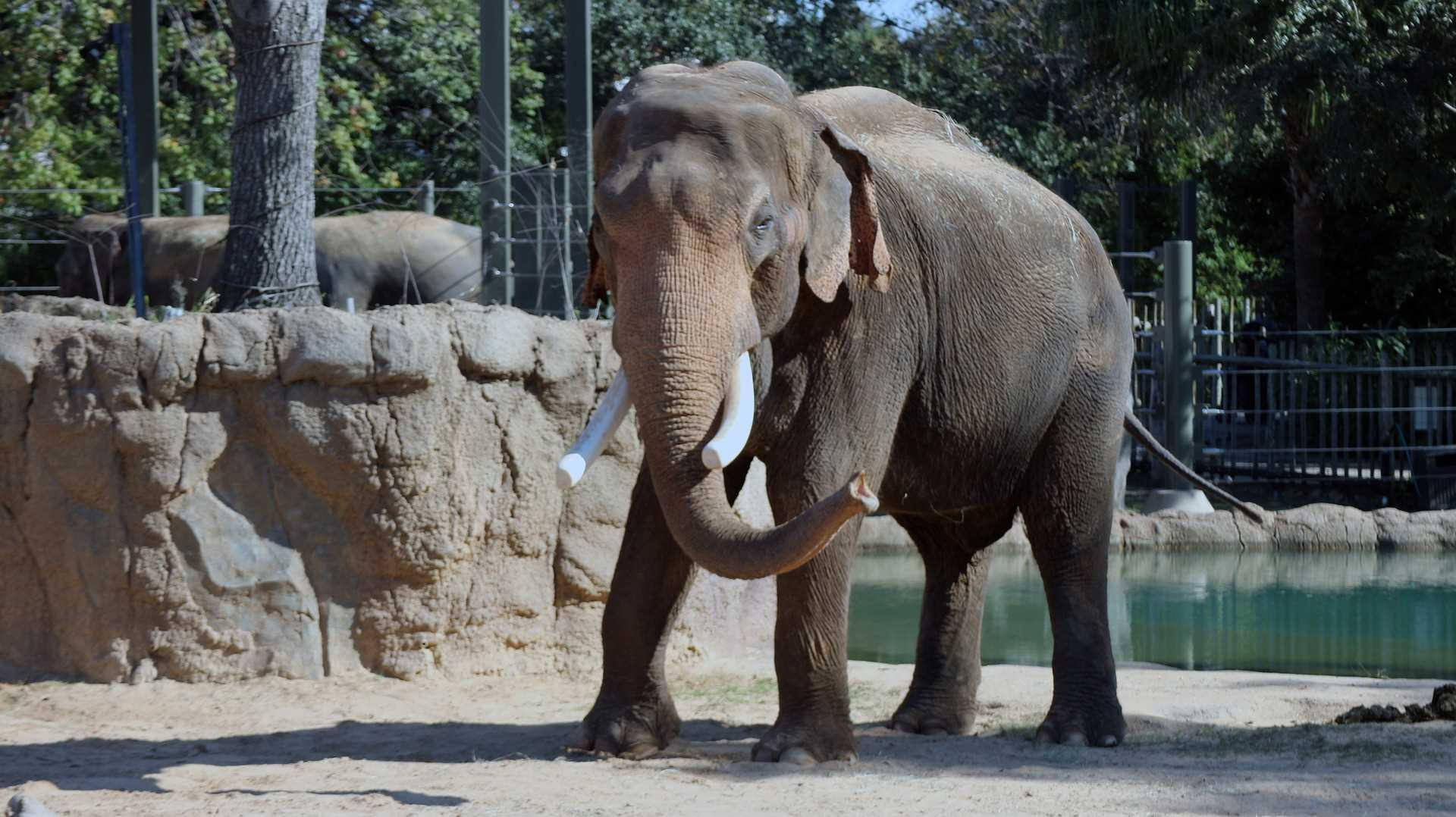 We took an uber to and from the zoo. Deluxe Inn Toronto Blog Visit The Toronto Zoo