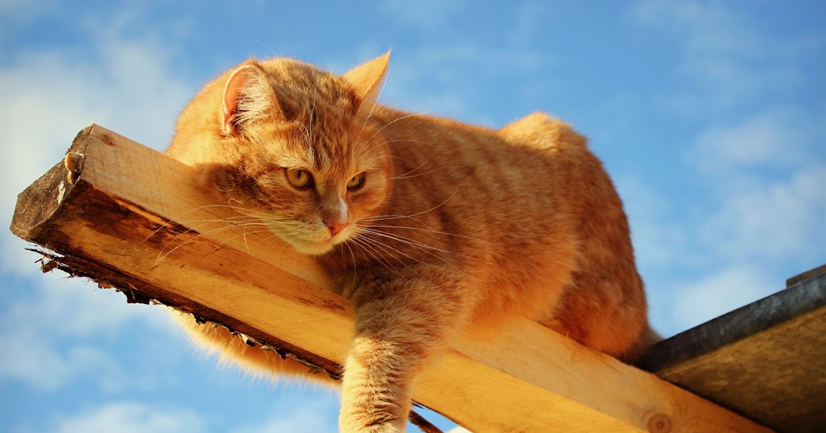 最高猫 Pc 壁紙 すべての美しい花の画像