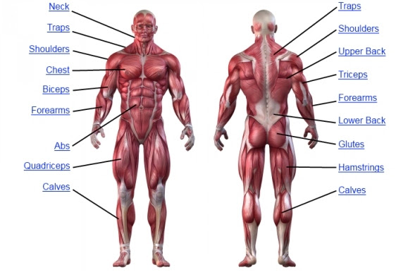 Muscle measurement chart for men. Muscle Anatomy Human Anatomy Chart
