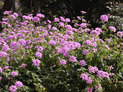 √画像をダウンロード 紫花马樱丹花期 225083-紫花马樱丹花期