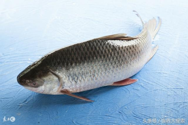 画像をダウンロード淡水魚海水魚 Hongpitujpsip