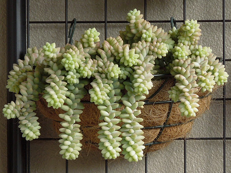 すべての美しい花の画像 トップ100多肉 植物 ビアホップ 増やし 方